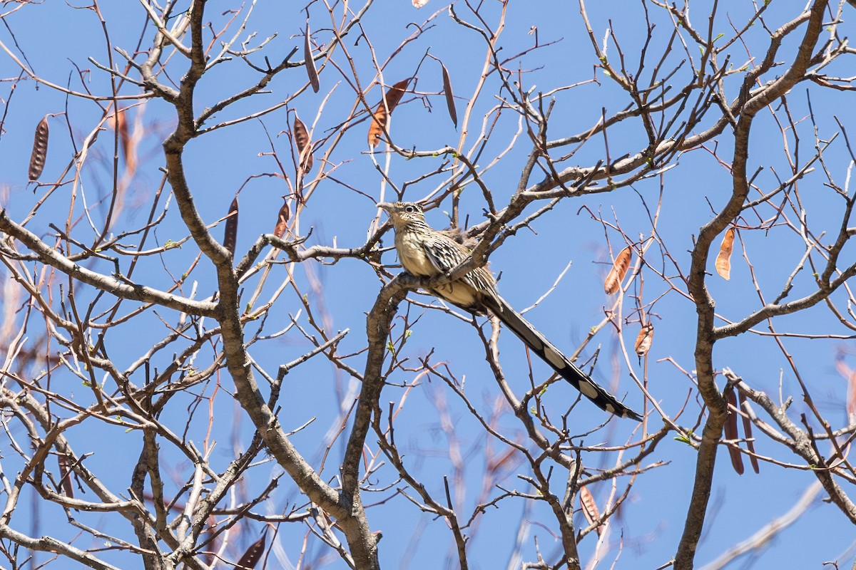 Lesser Roadrunner - ML635762371
