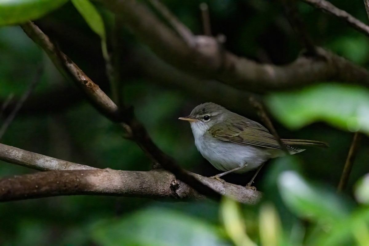 Ijima's Leaf Warbler - ML635762382