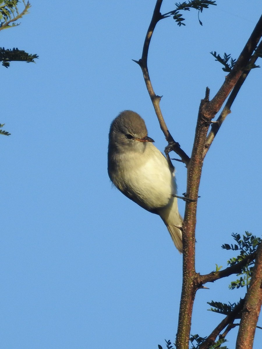 Tyranneau passegris - ML635762403