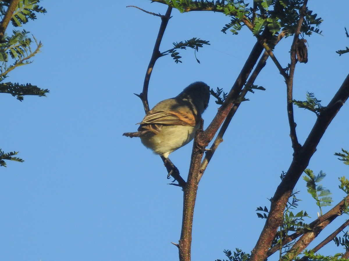 Tyranneau passegris - ML635762405