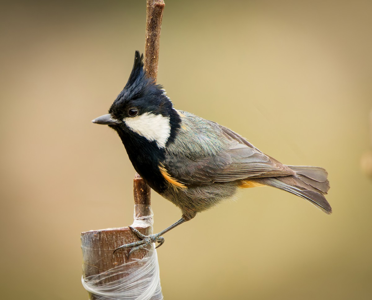 Rufous-naped Tit - ML635762411