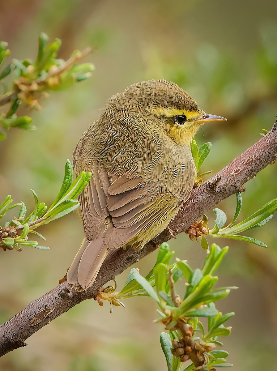 Tickell's Leaf Warbler - ML635762422