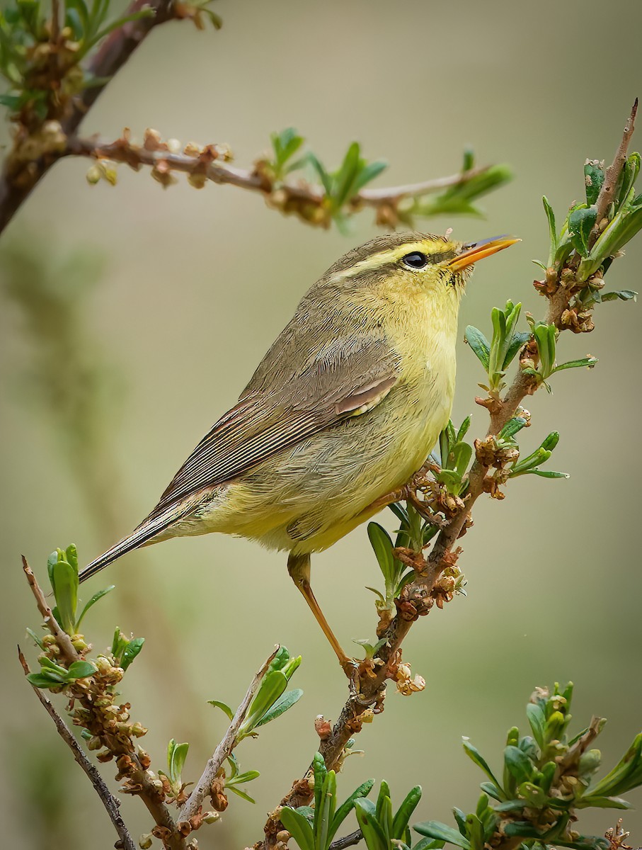 Tickell's Leaf Warbler - ML635762423