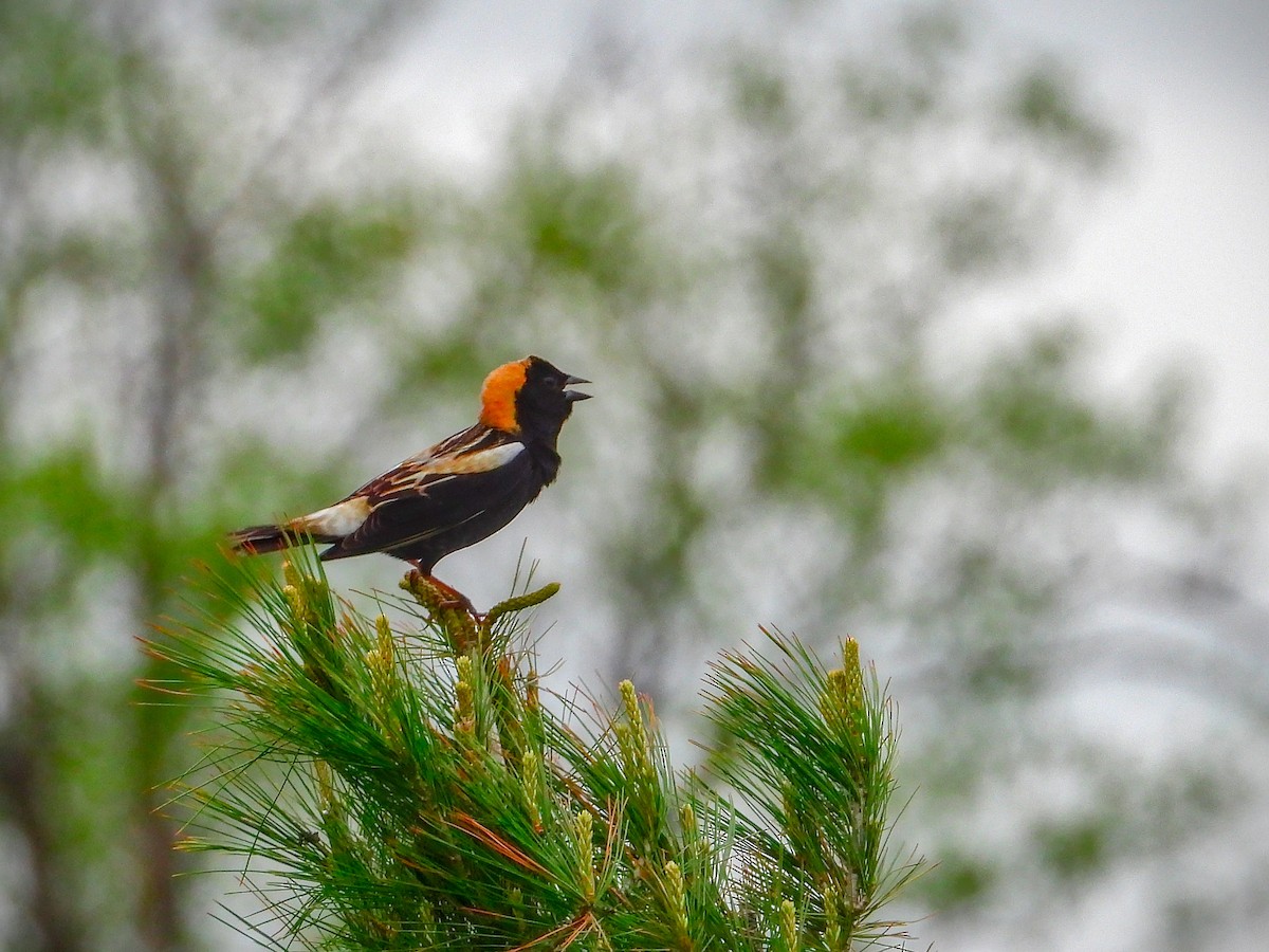 Bobolink - ML635762472