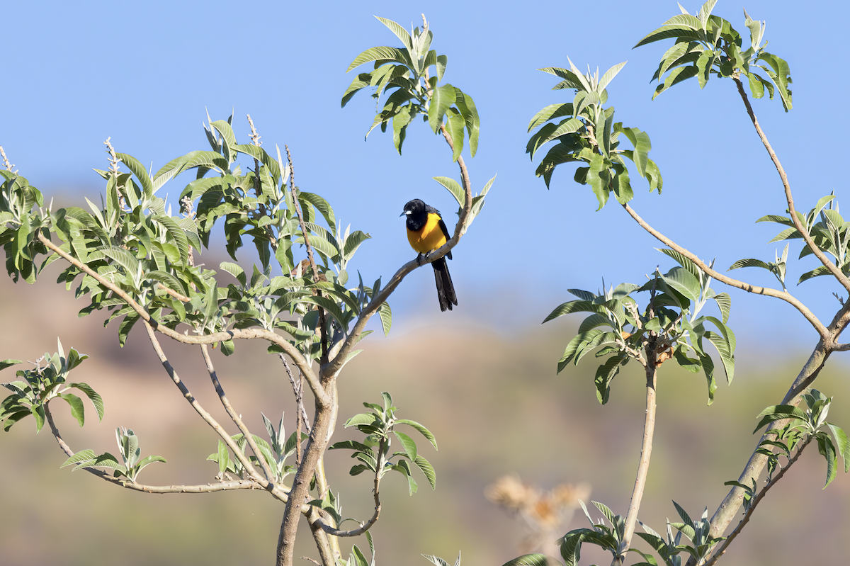 Black-vented Oriole - ML635762521