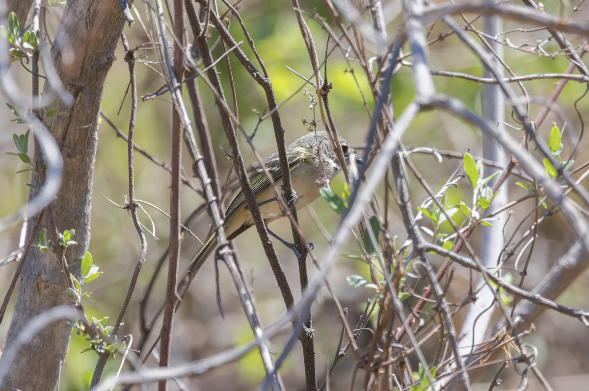Dwarf Vireo - ML635762550