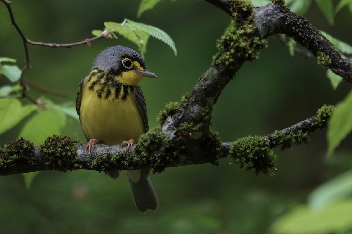 Canada Warbler - ML635762574
