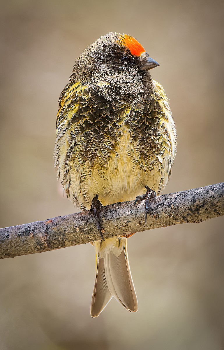 Fire-fronted Serin - ML635762600