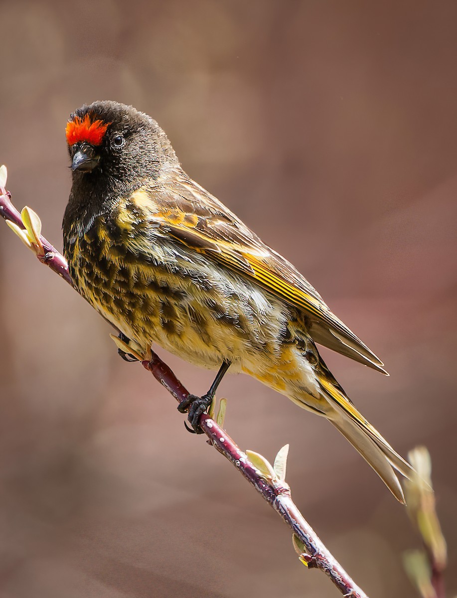 Fire-fronted Serin - ML635762601