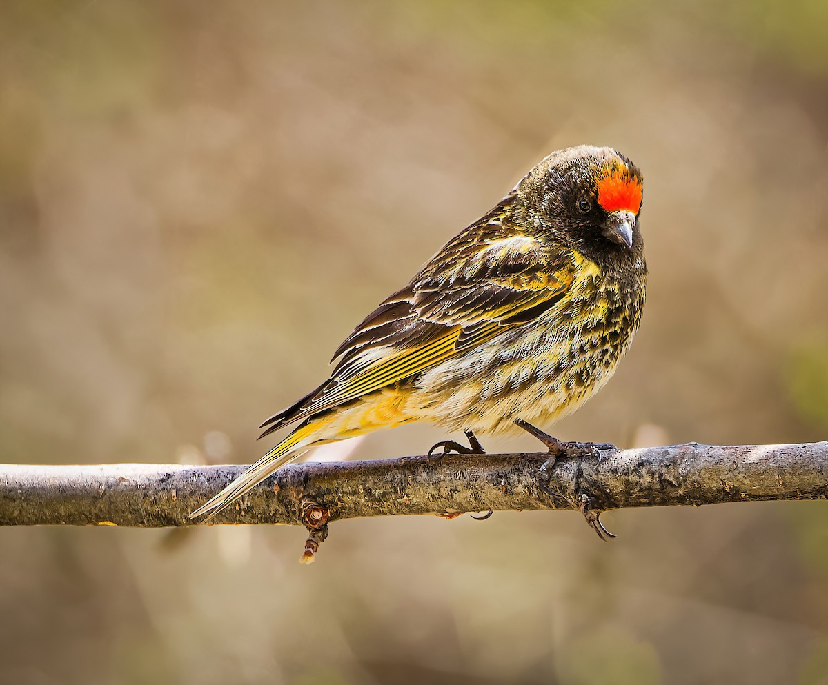 Fire-fronted Serin - ML635762602