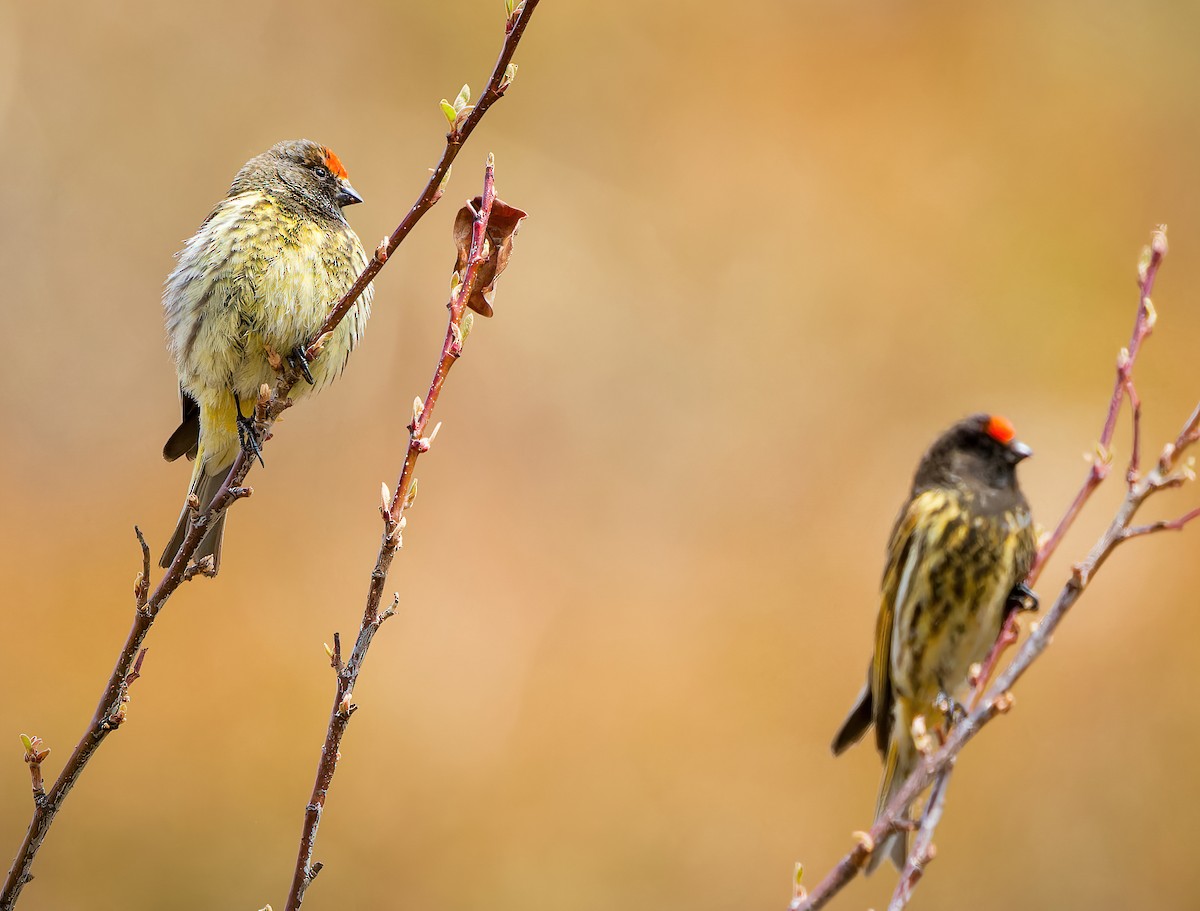 Fire-fronted Serin - ML635762603