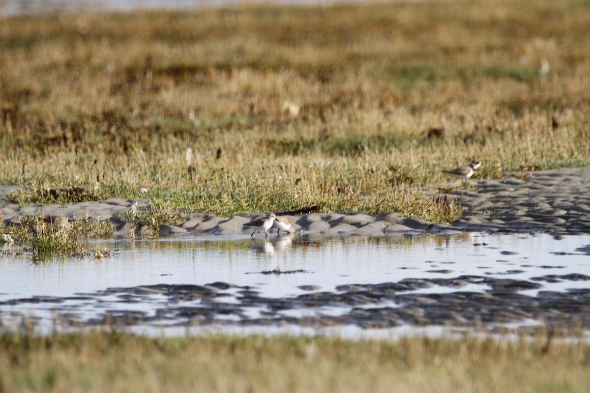 Semipalmated Sandpiper - ML635762645