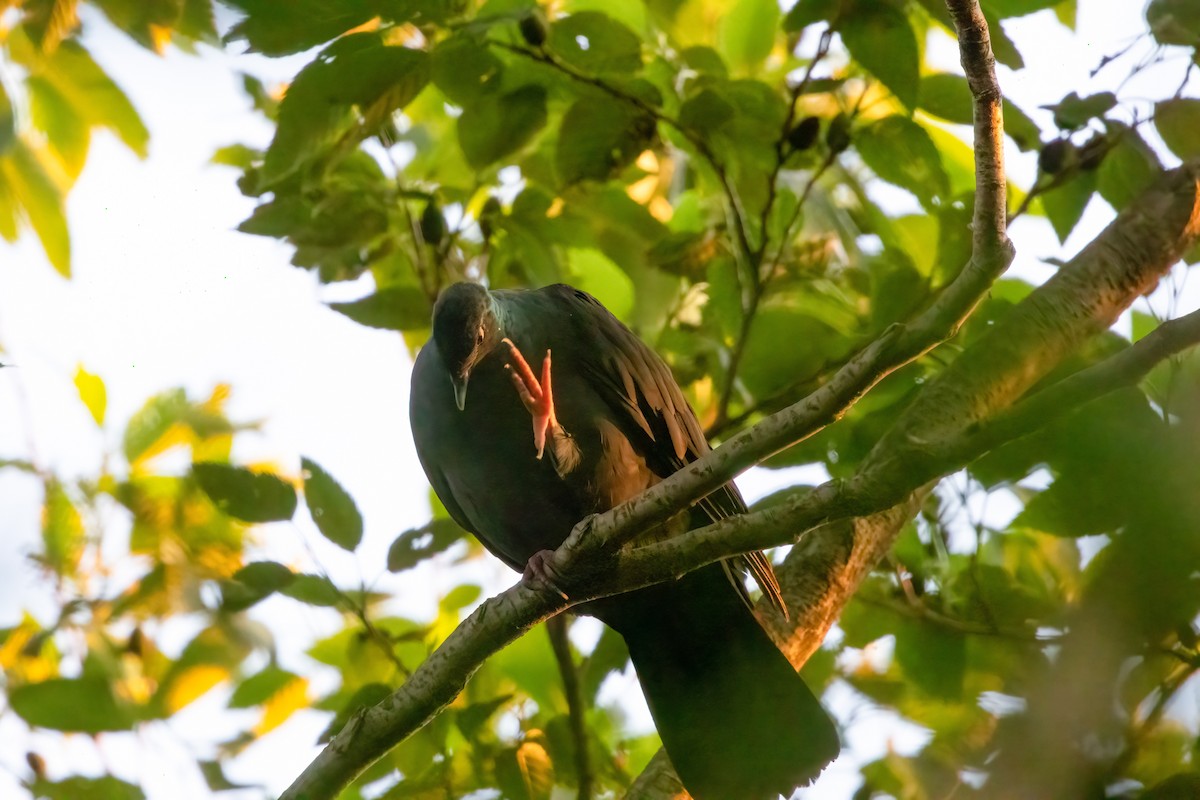 Black Wood-Pigeon - ML635762657