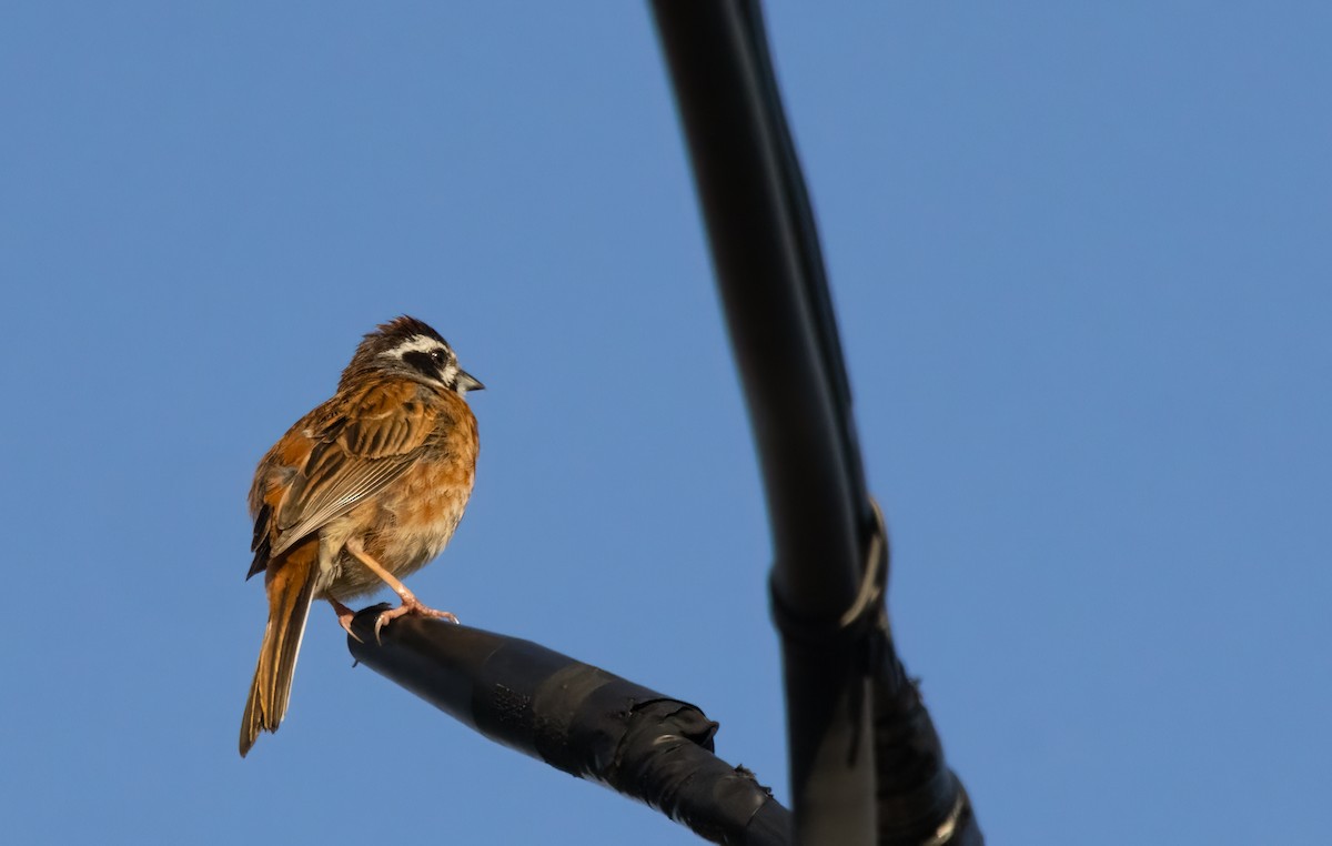 Meadow Bunting - ML635762674