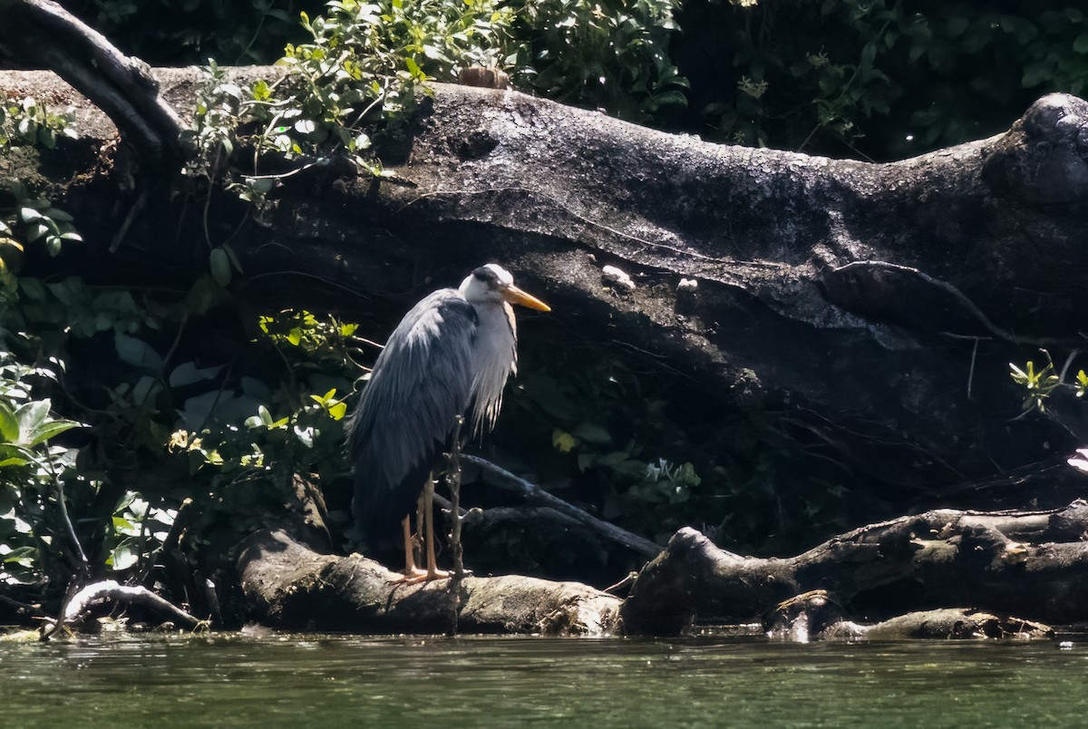 Gray Heron (Gray) - ML635762699