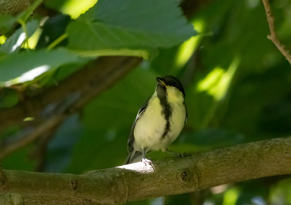 Asian Tit (Japanese) - ML635762721