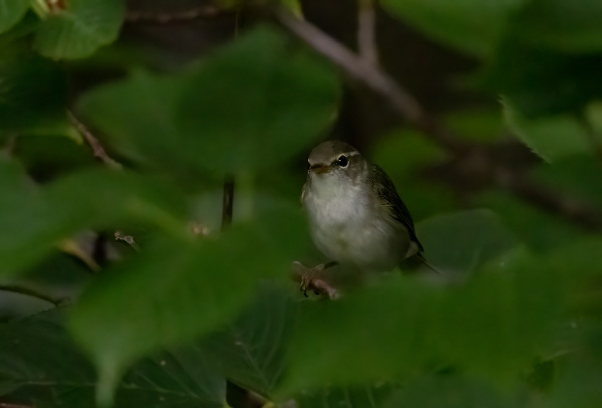 Ijima's Leaf Warbler - ML635762792