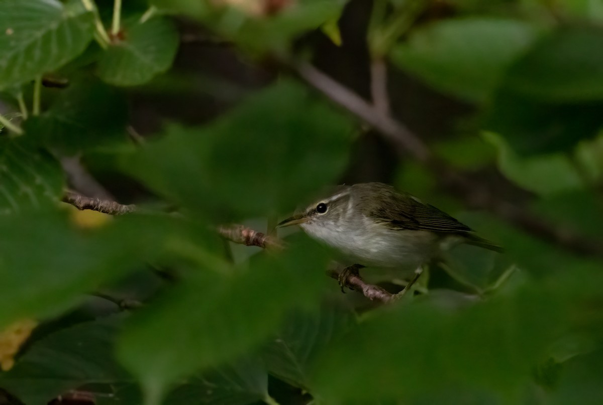 Ijima's Leaf Warbler - ML635762814