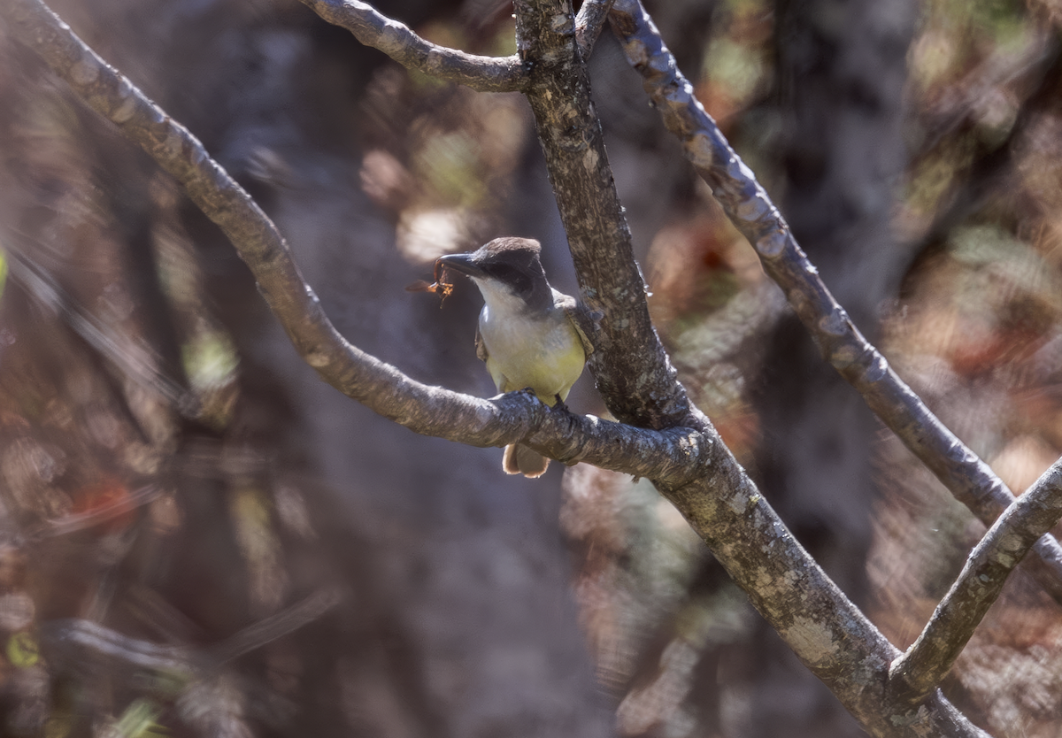 Thick-billed Kingbird - ML635762843