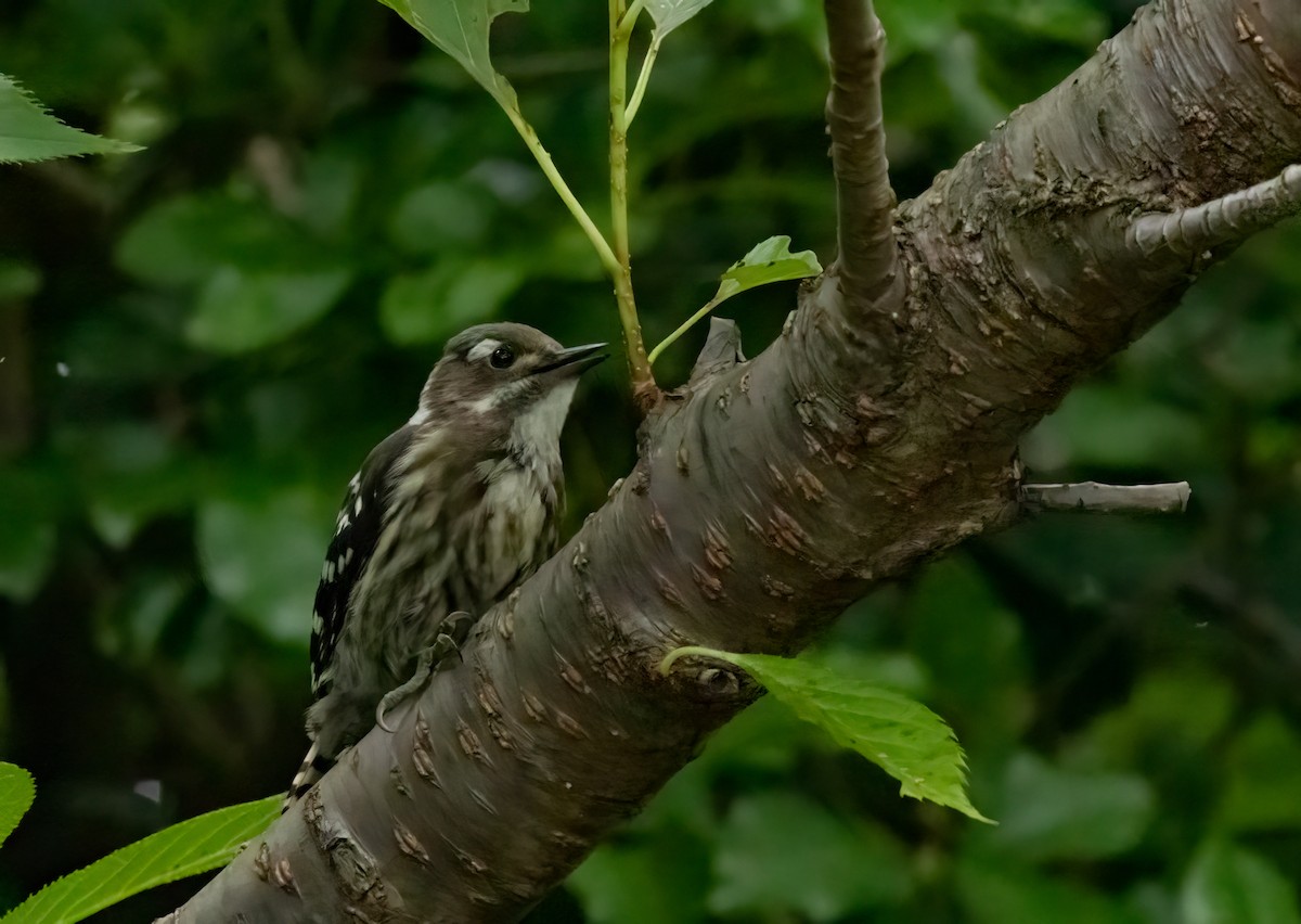 Japanese Pygmy Woodpecker - ML635762853