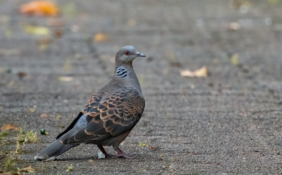 Oriental Turtle-Dove - ML635762865