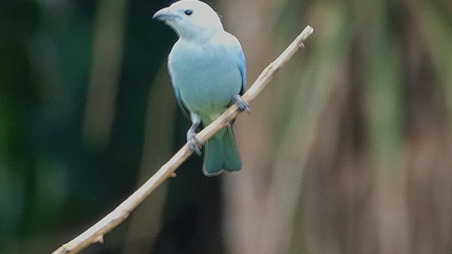 bispetanagar - ML635762973
