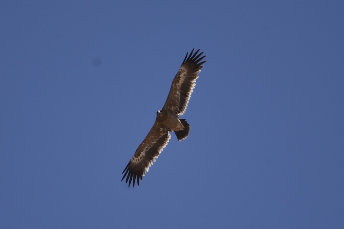 Steppe Eagle - ML635763110