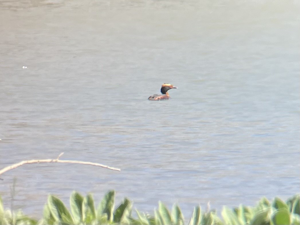 ミミカイツブリ - ML635763118