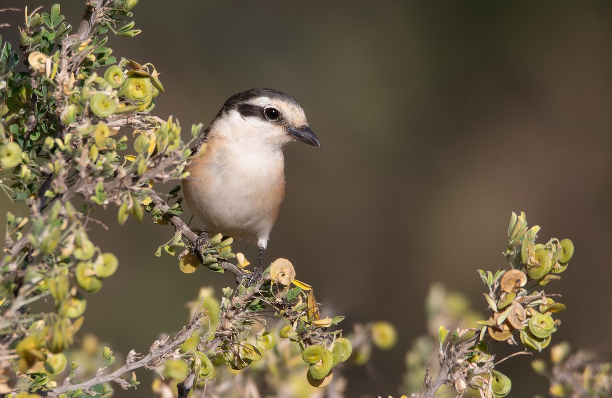 Masked Shrike - ML635763119
