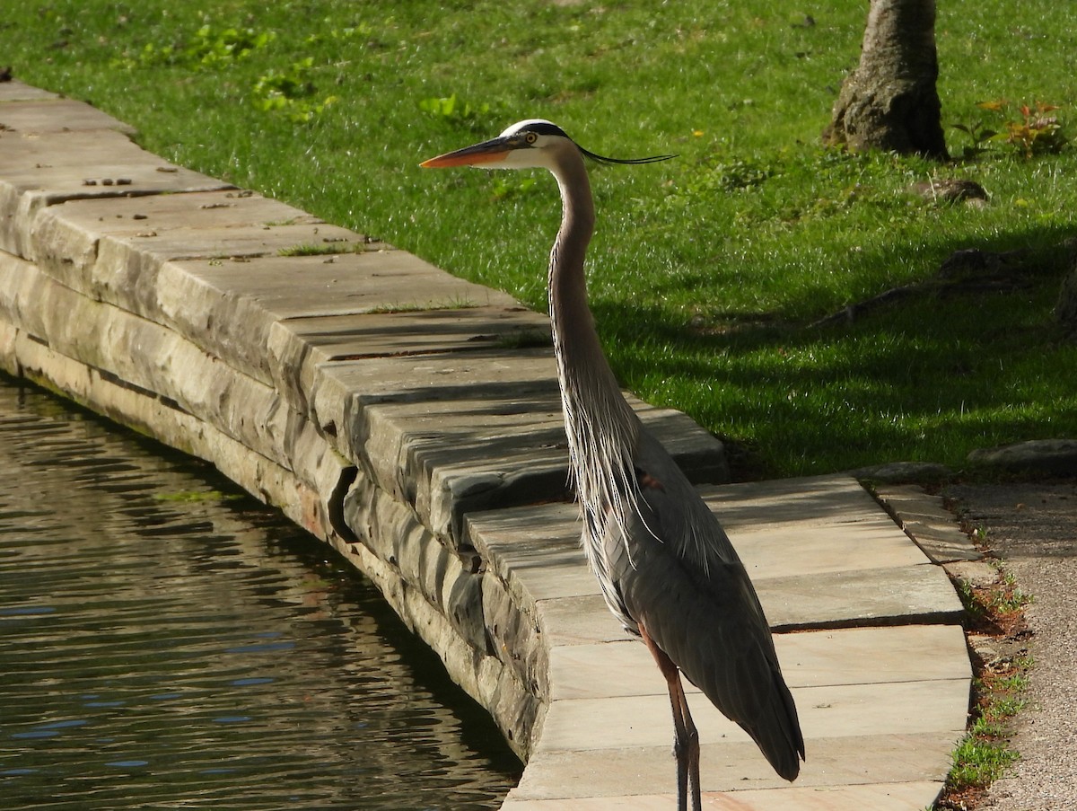 herodiashegre - ML635763214