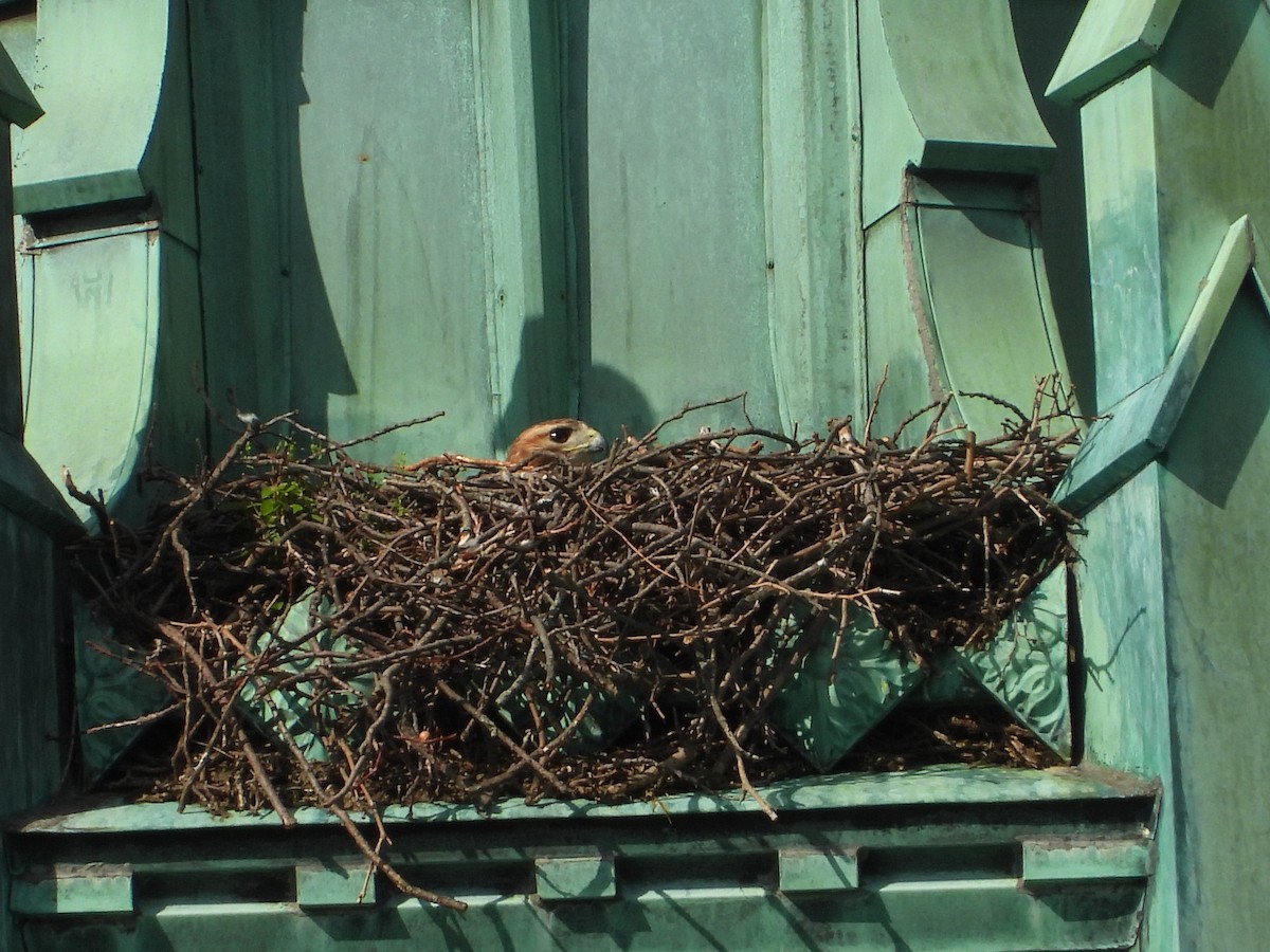 rødstjertvåk - ML635763232