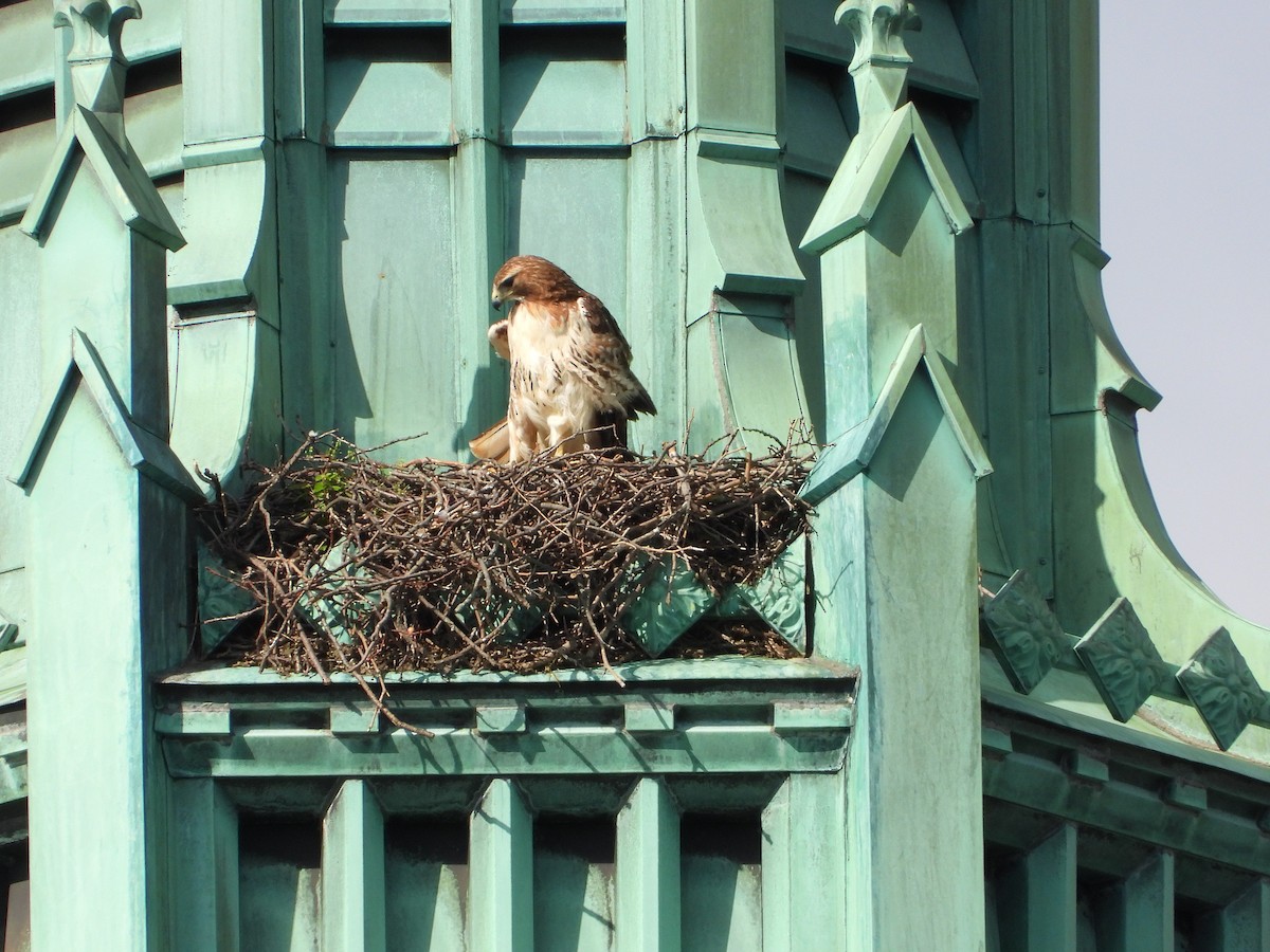 rødstjertvåk - ML635763239