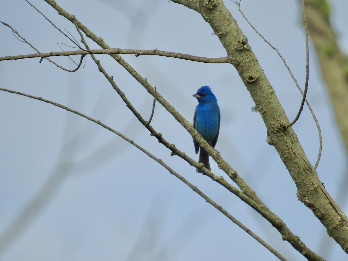 Indigo Bunting - ML635763284