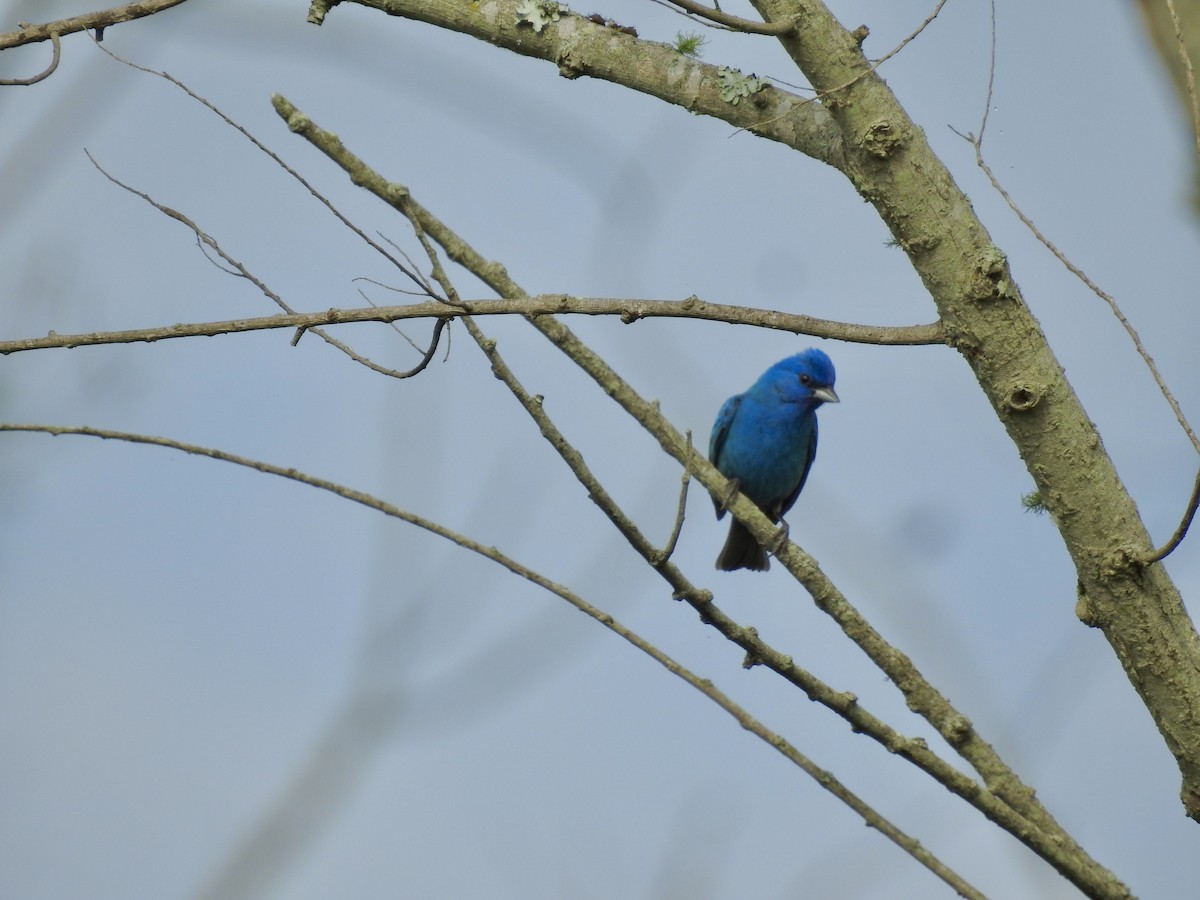 Indigo Bunting - ML635763285