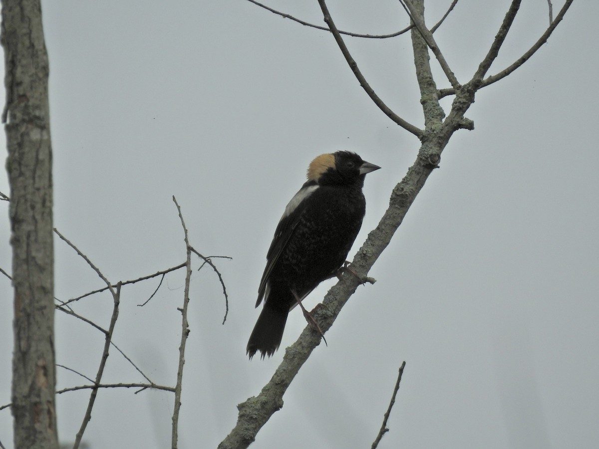 Bobolink - ML635763310