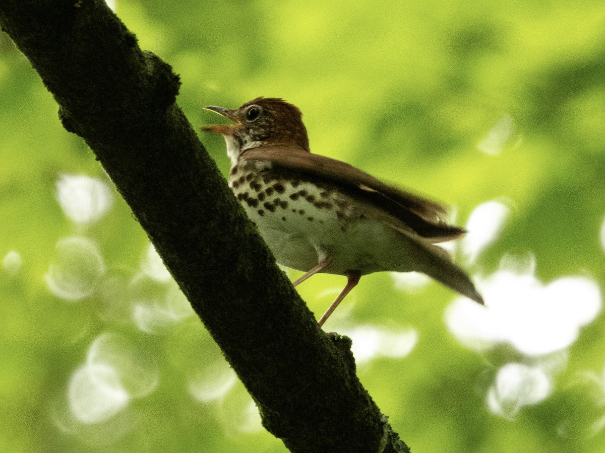 Wood Thrush - ML635763317