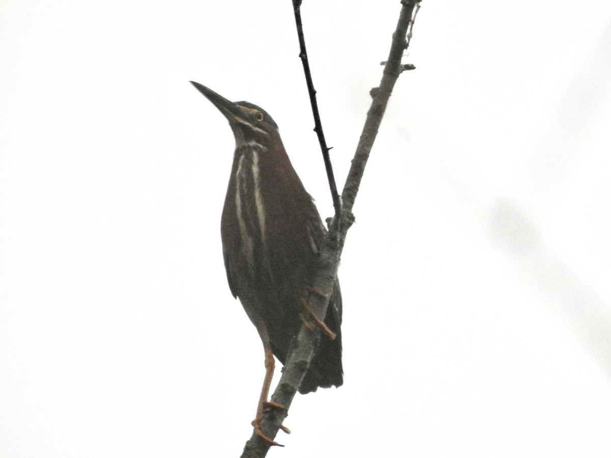 Green Heron - ML635763333
