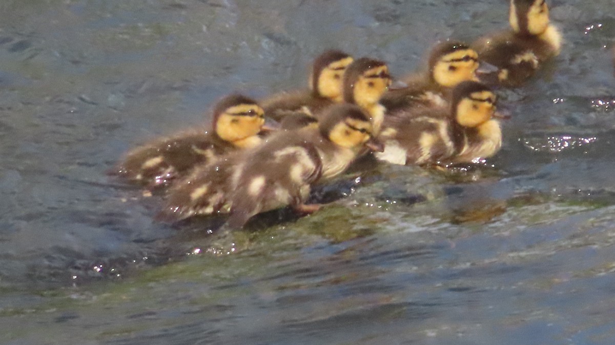 Canard colvert - ML635763350