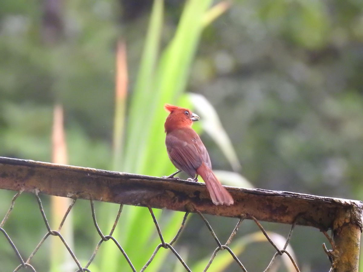 Crested Ant-Tanager - ML635763393
