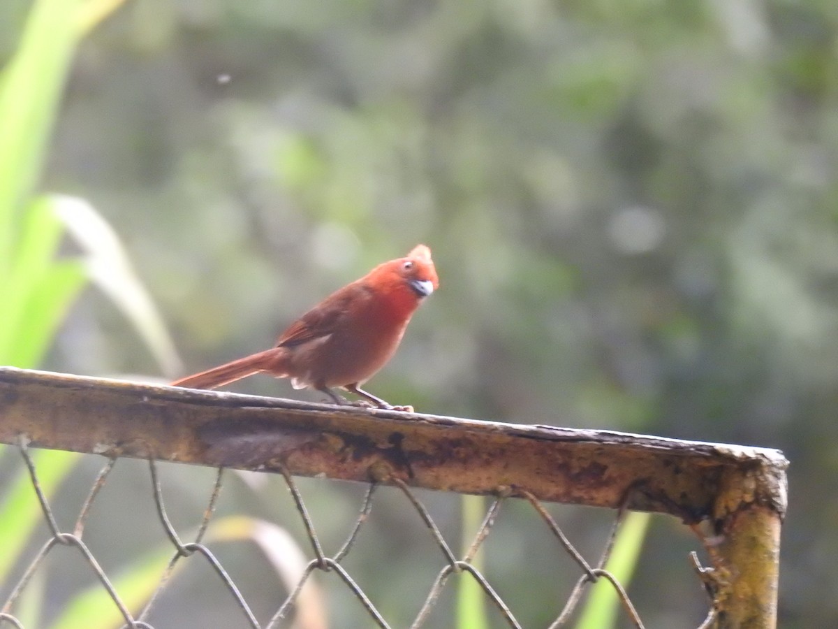 Crested Ant-Tanager - ML635763394