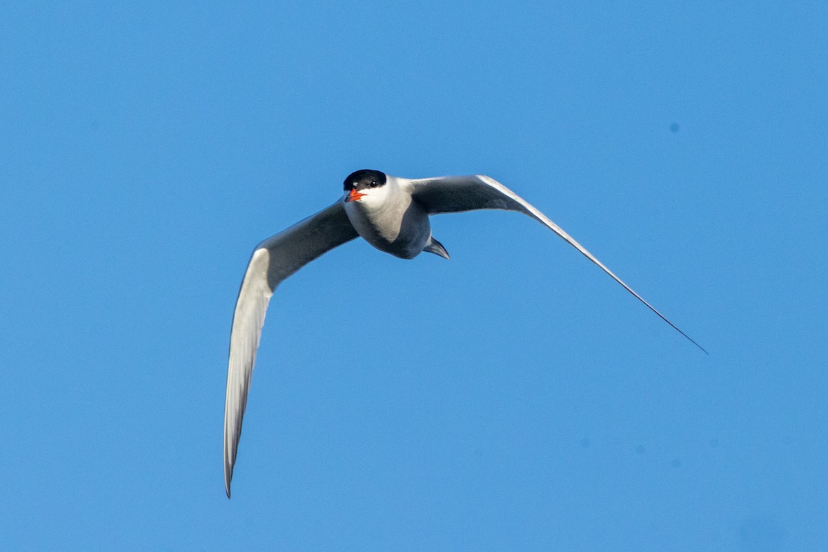 Common Tern - ML635763402