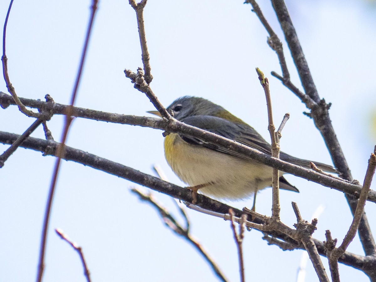 Northern Parula - ML635763404