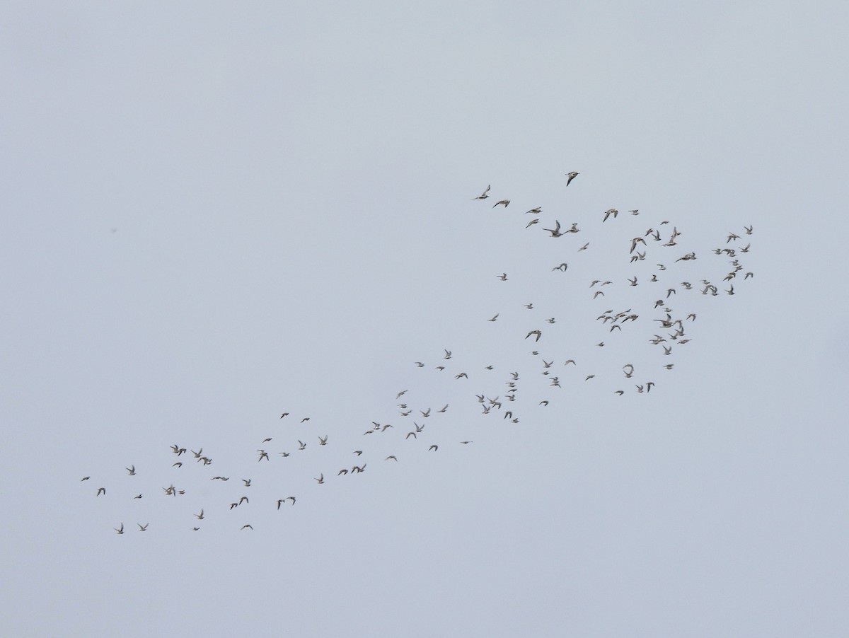 Black-bellied Plover - ML635763405