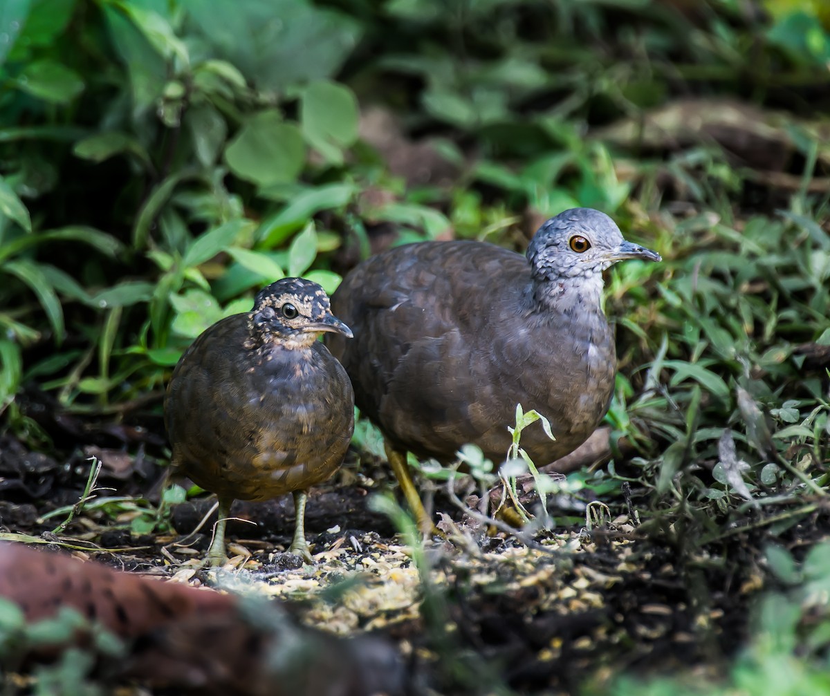Little Tinamou - ML635763407