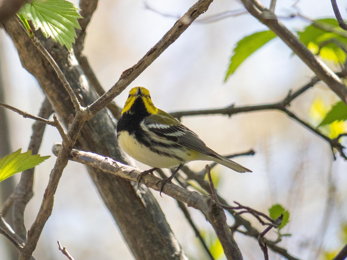 Black-throated Green Warbler - ML635763412