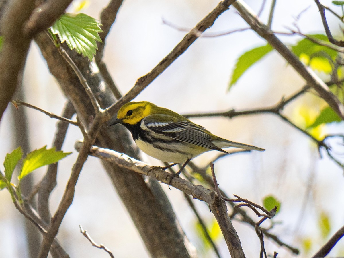 Black-throated Green Warbler - ML635763413