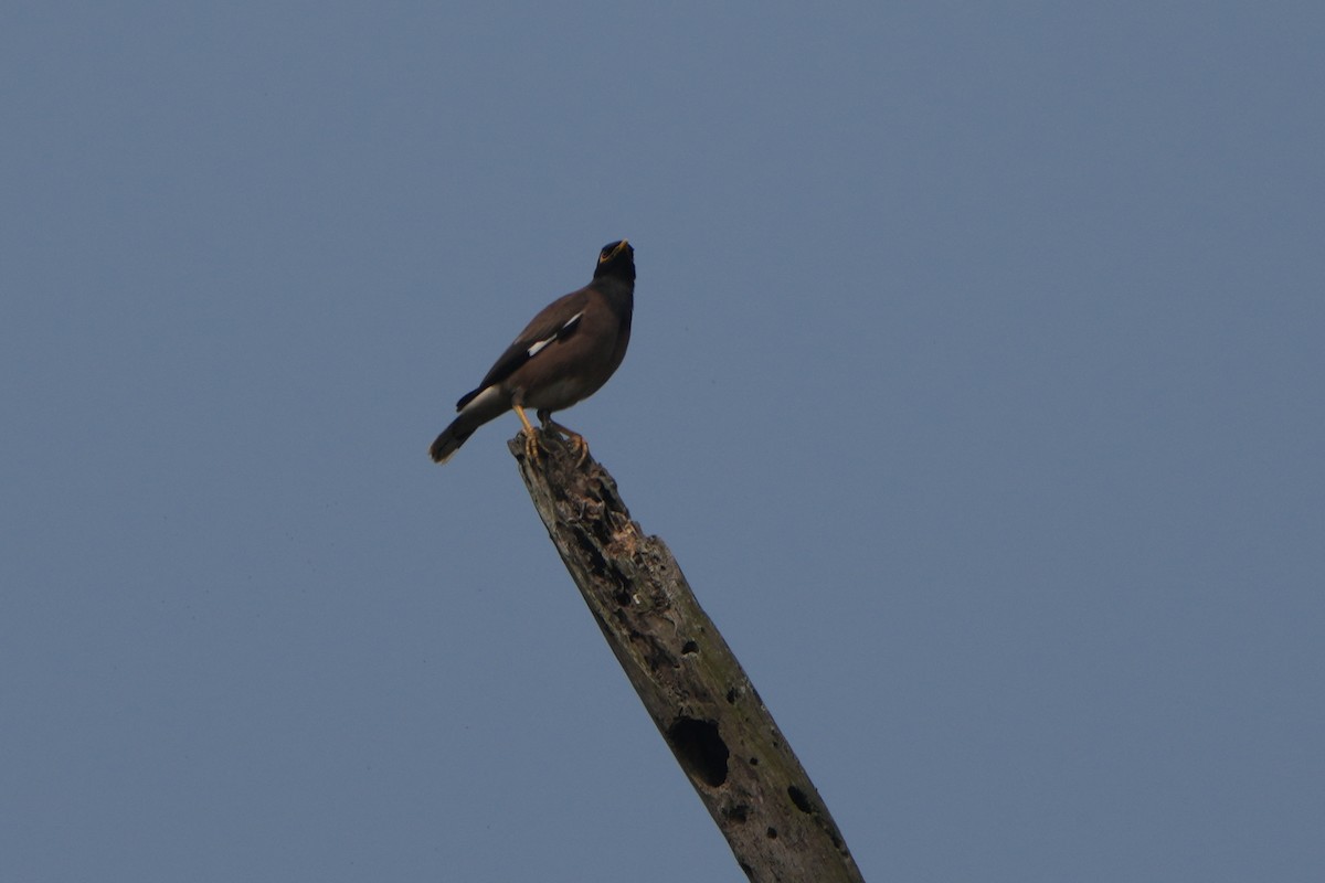 Common Myna - ML635763414