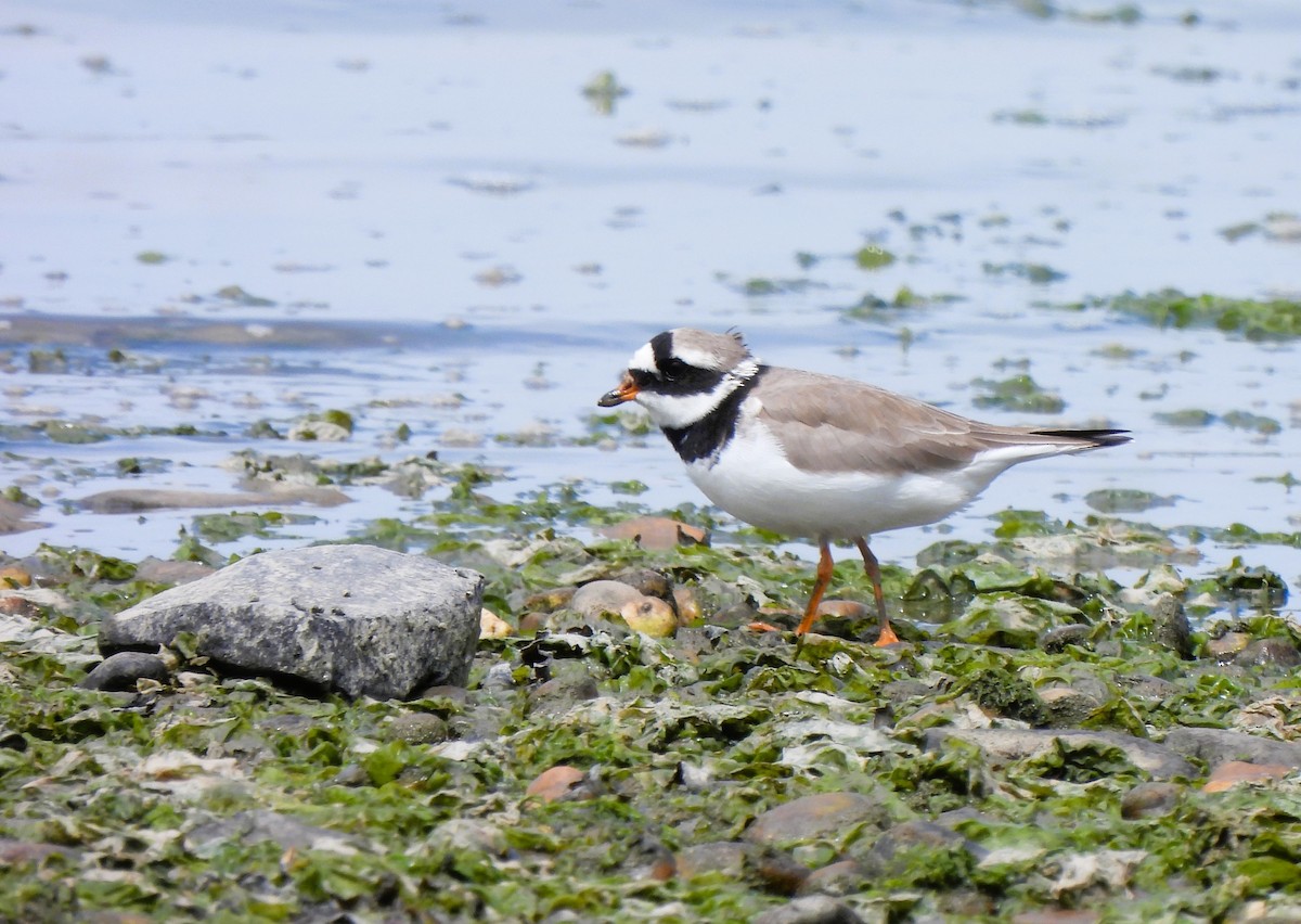 Common Ringed Plover - ML635763415