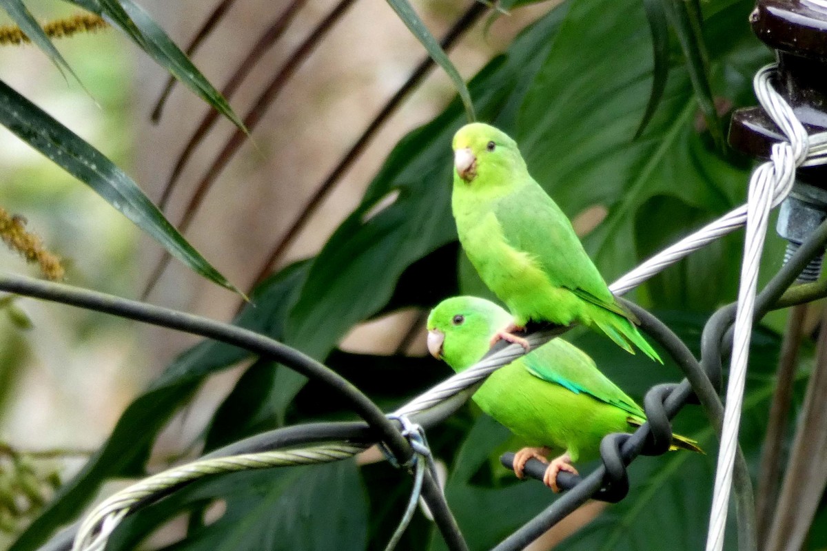 Green-rumped Parrotlet - ML635763417