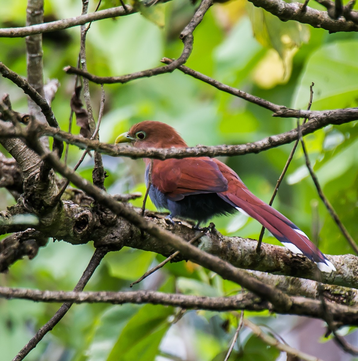 Squirrel Cuckoo - ML635763420
